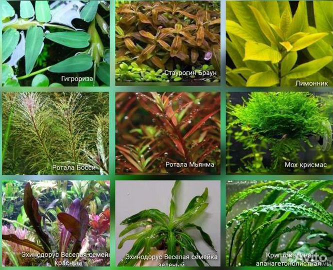 Аквариумные растения