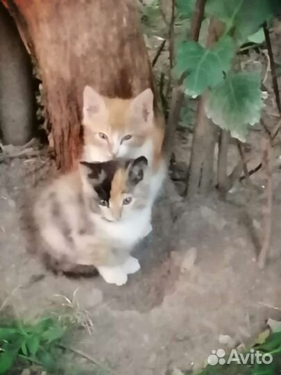 Котятки в дар