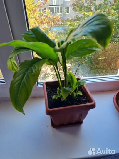 Спатифиллум