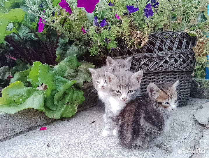 Котята в добрые руки