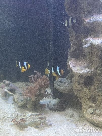 Живые морские камни, рыба, бой дивых камней
