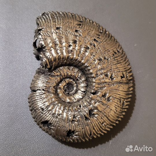 Аммонит Kosmoceras