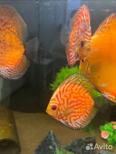 Аквариумные рыбки и аквариум