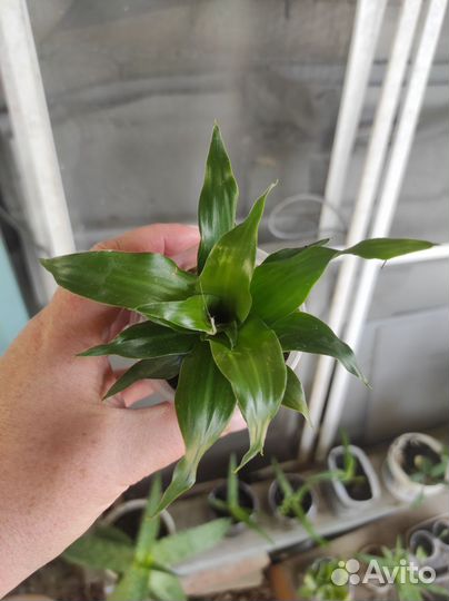 Драцена фрагранс