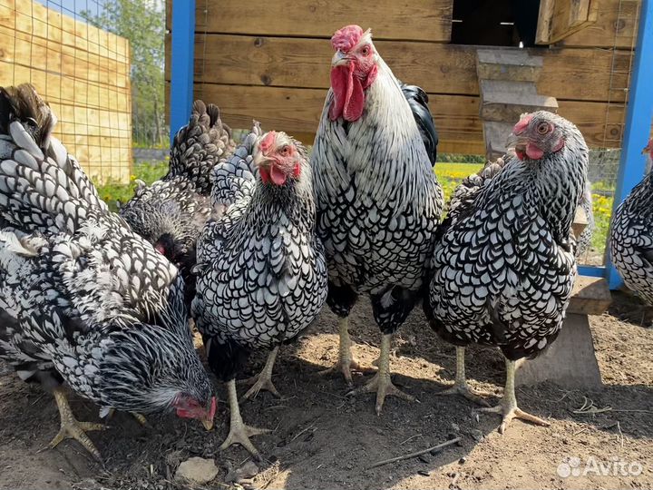 Виандот Серебро И Брама Изабелла