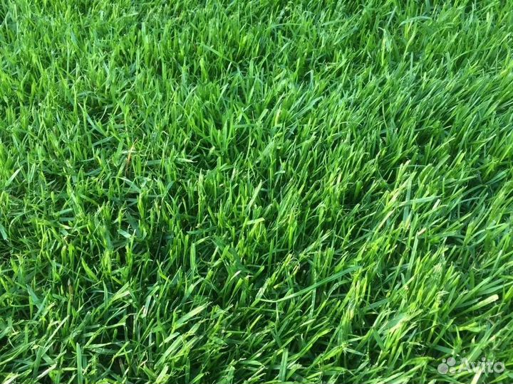 Газонная трава семена 