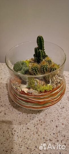 Флорариум с кактусами
