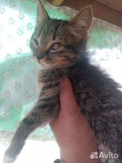 Кошка в дар,за шоколадку