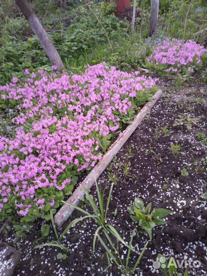 Примулы, мускарики многолетние