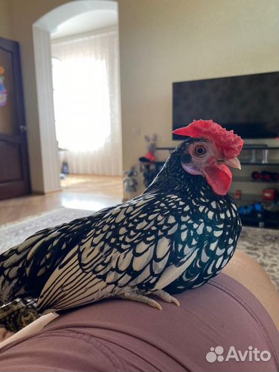 Молодые куры Сибрайт