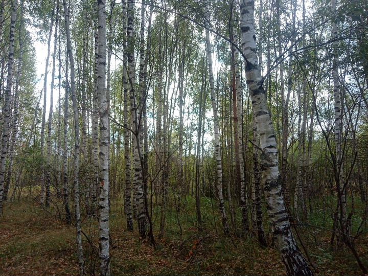 Участок 23 га (СНТ, ДНП)