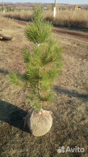 Кедр сибирский