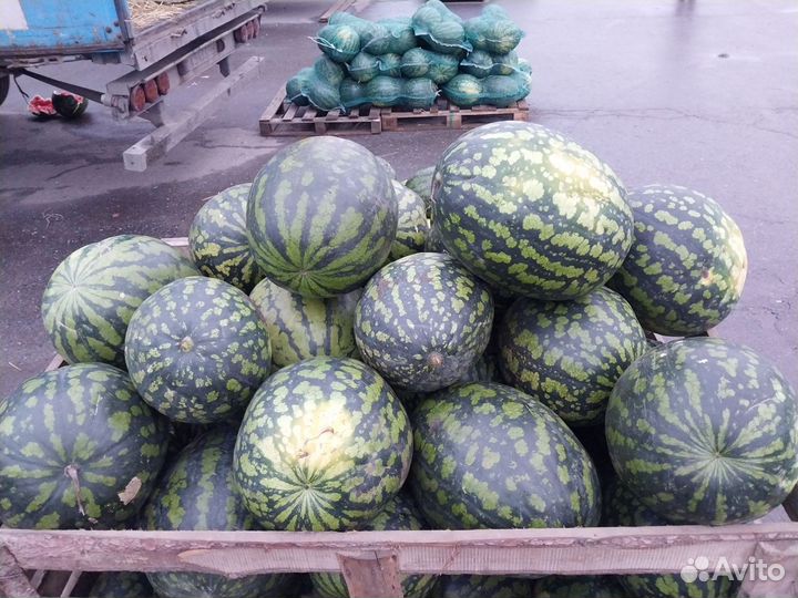 Арбуз оптом и розница