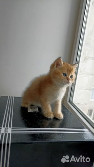 Котята британская шиншилла