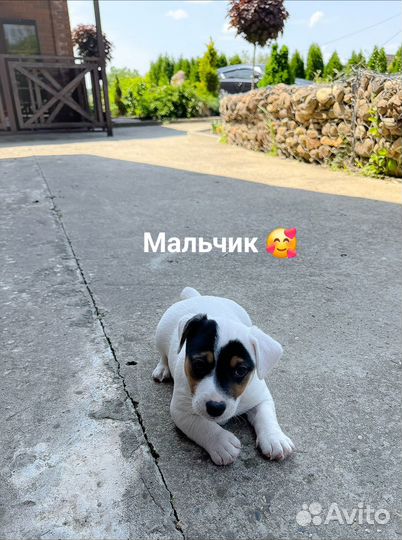 Щенки джек рассел терьер гладкошерстный