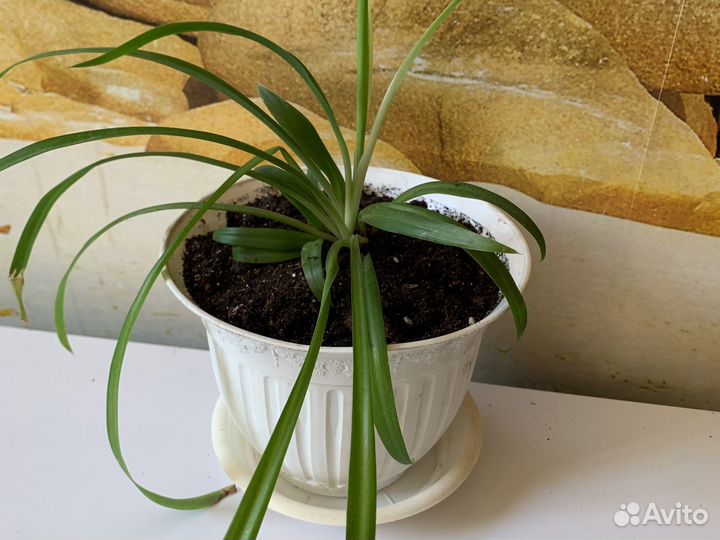 Хлорофитум