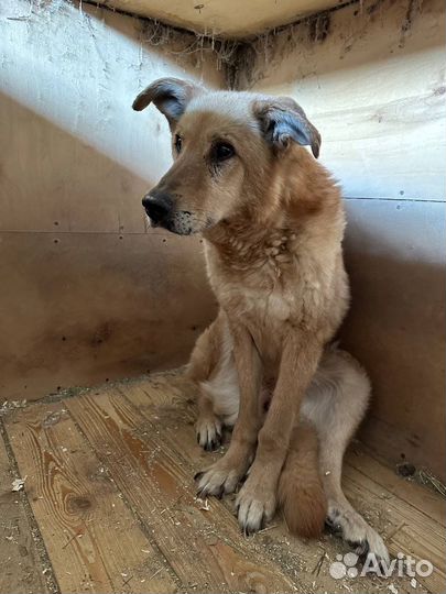 Слепой старичок никому не нужен