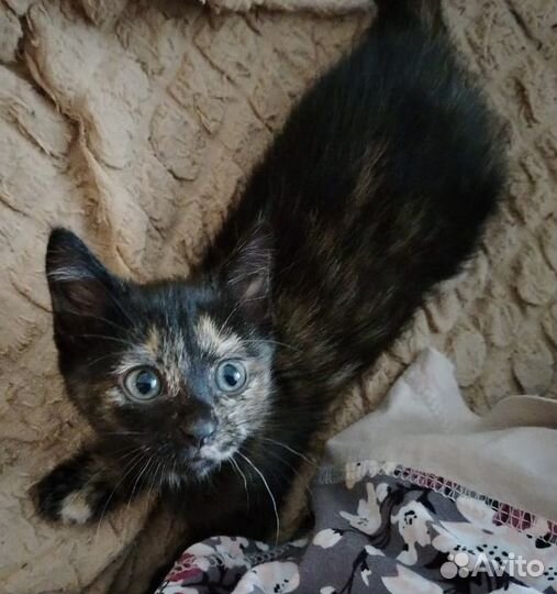 Котенок в добрые руки