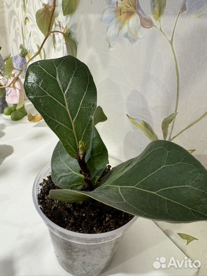 Фикус лирата