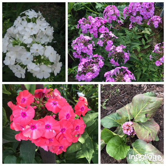 Флоксы, бадан