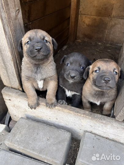 Собака в добрые руки отдам бесплатно