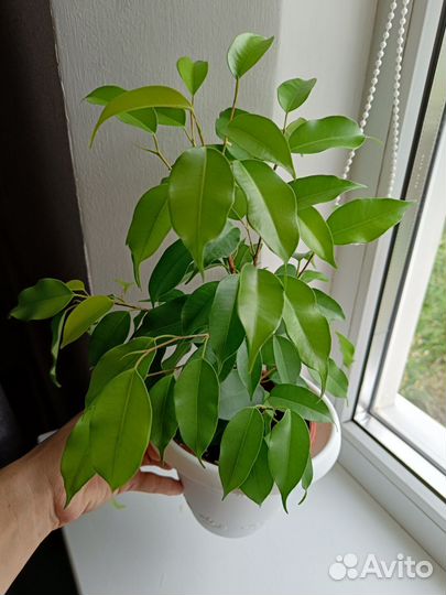 Фикус бенджамина Эстер