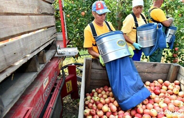 Работник по сборке яблок в саду