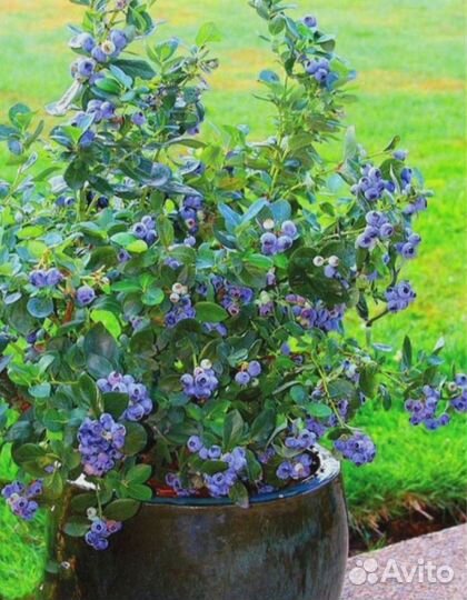 Саженцы плодовых деревьев