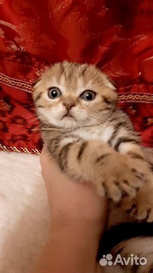 Шотландский котик Виски