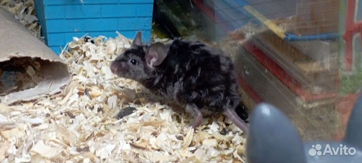 Кудрявые мышки рексы-тексель детки + клетки