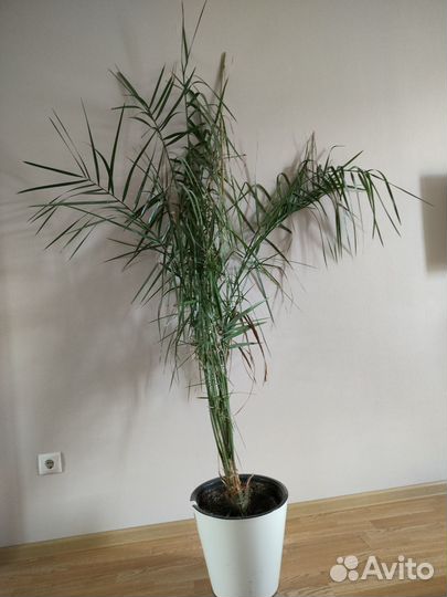 Финиковая пальма