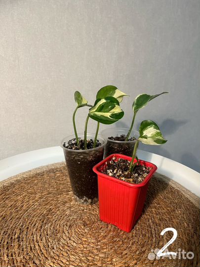 Комнатные лианы