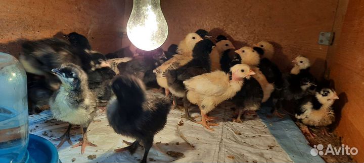 Цыплята