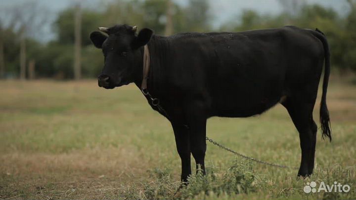 Корова телка