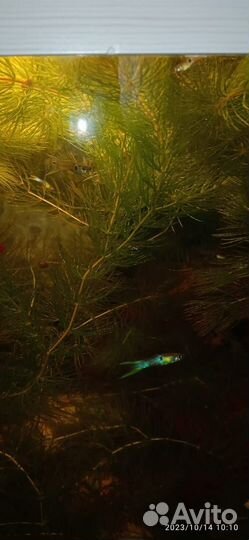 Гуппи японские