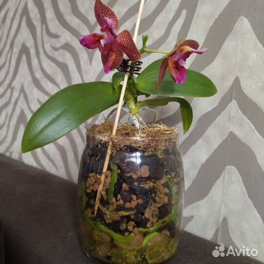 Орхидея фаленопсис