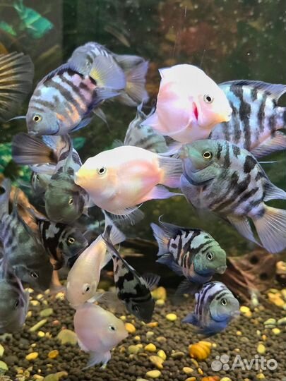 Аквариумная рыба попугай тигровый
