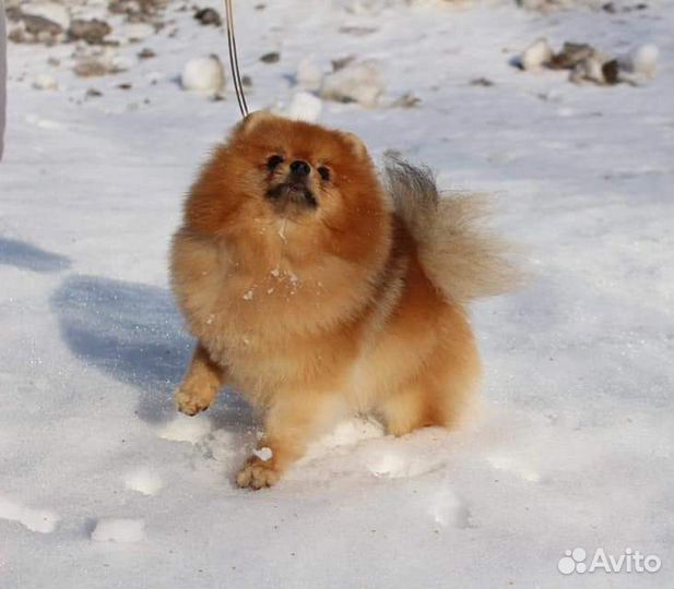 Померанский шпиц для вязок