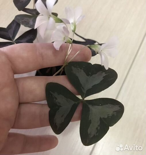 11 сортов Кислица оксалис