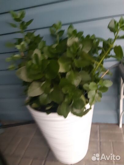 Коланхоэ микс в новом напольном кашпо