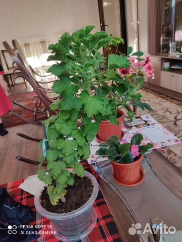 Пелларгония герань