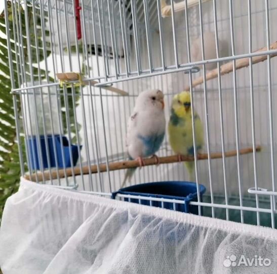 Пара попугаев и большая клетка