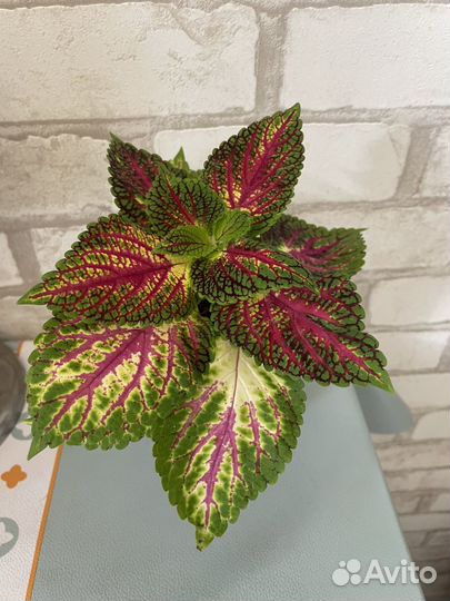 Комнатное растение