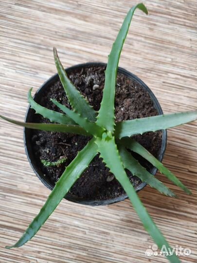 Продам алое древовидное (столетник)