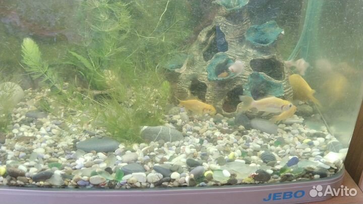 Рыбки для пруда или аквариума