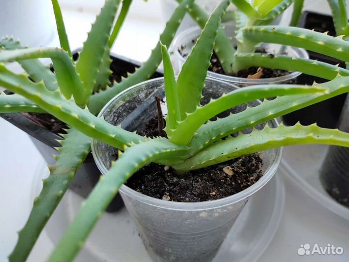 Алоэ древовидное, столетник