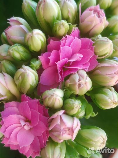 Комнатные цветы,каланхое