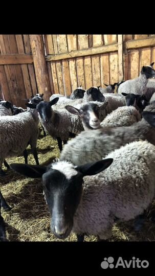 Продам баранов