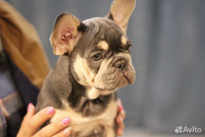 Французский бульдог