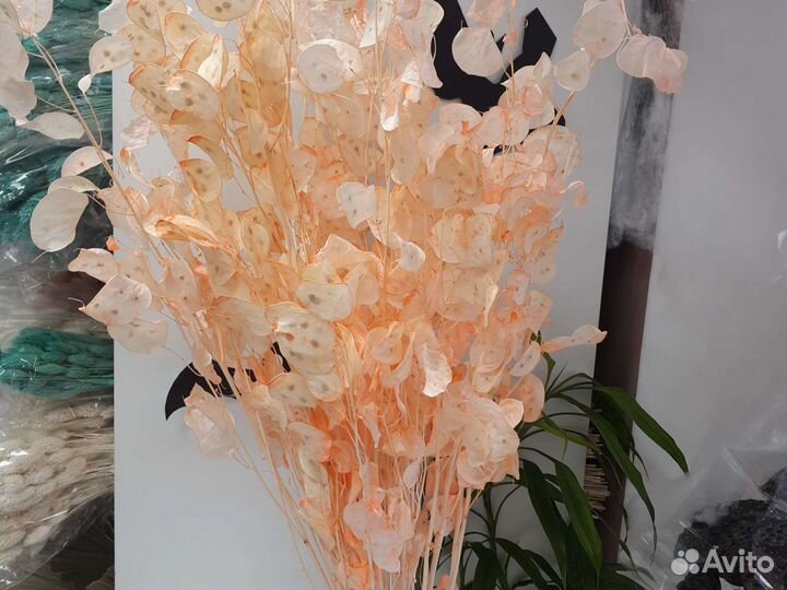 Лунария сухоцветы